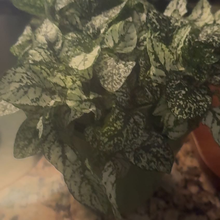 Photo of the plant species Impatiens 'Sunsplash White' by @ChiefPepper35 named Tree Diddy on Greg, the plant care app