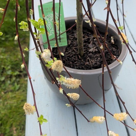 Photo of the plant species Pussy Willow by @PromptMexico50 named Planty on Greg, the plant care app
