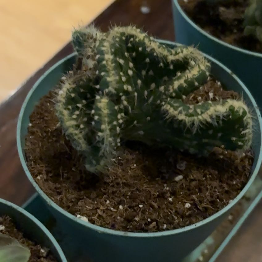 Photo of the plant species Opuntia cylindrica f. cristata by @YernRedash60 named Beckham on Greg, the plant care app