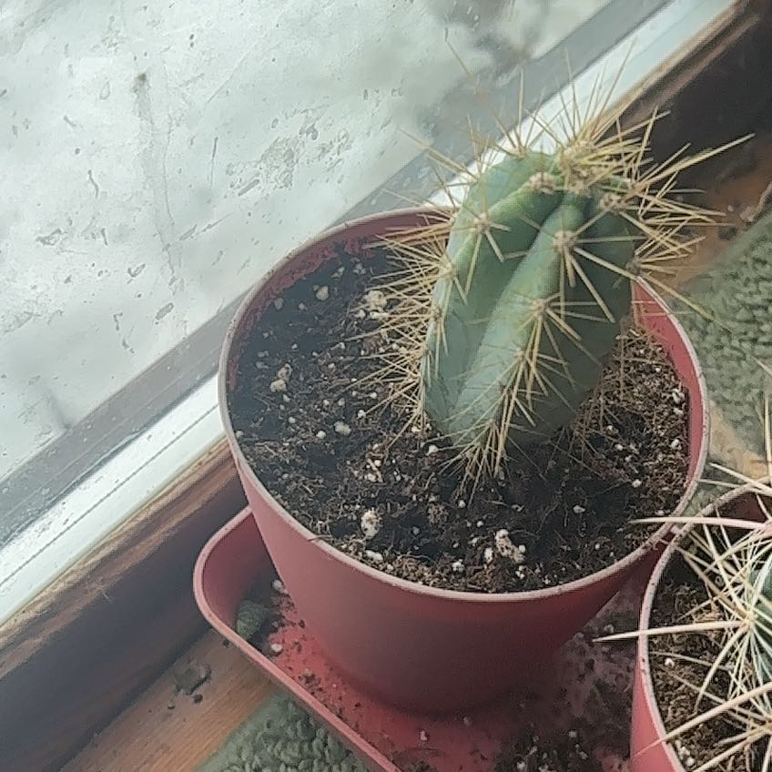 Photo of the plant species Pilosocereus Azureus by @YernRedash60 named Miley on Greg, the plant care app