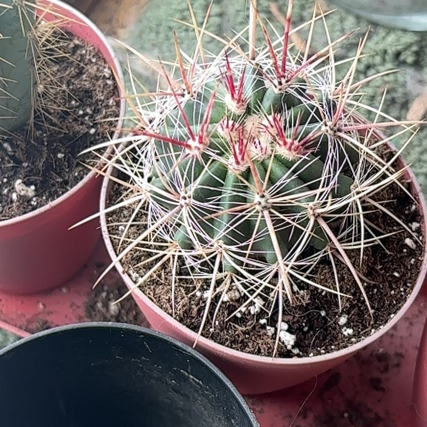 Photo of the plant species Fire Barrel Cactus by @YernRedash60 named Demi on Greg, the plant care app