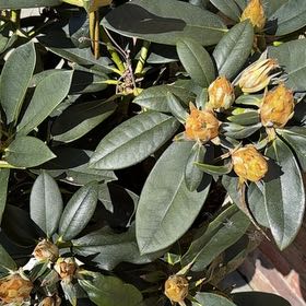 Photo of the plant species Great Laurel by @HoorayMendoza73 named Mochi on Greg, the plant care app