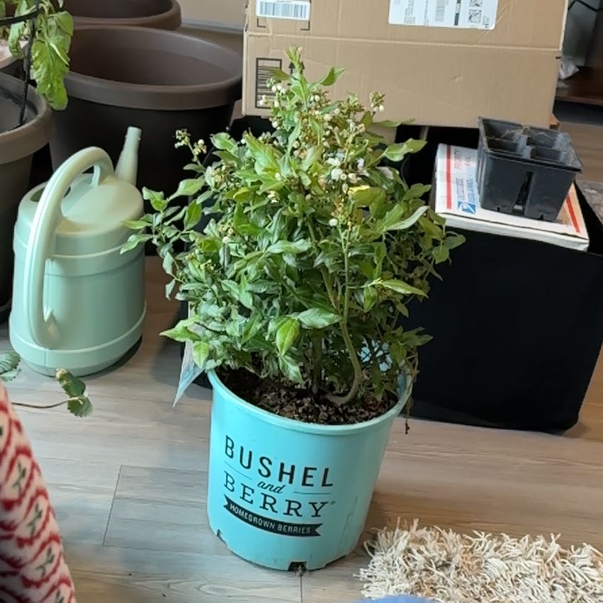 Photo of the plant species American Blueberry by @FastAlocasia36 named Sherlock on Greg, the plant care app