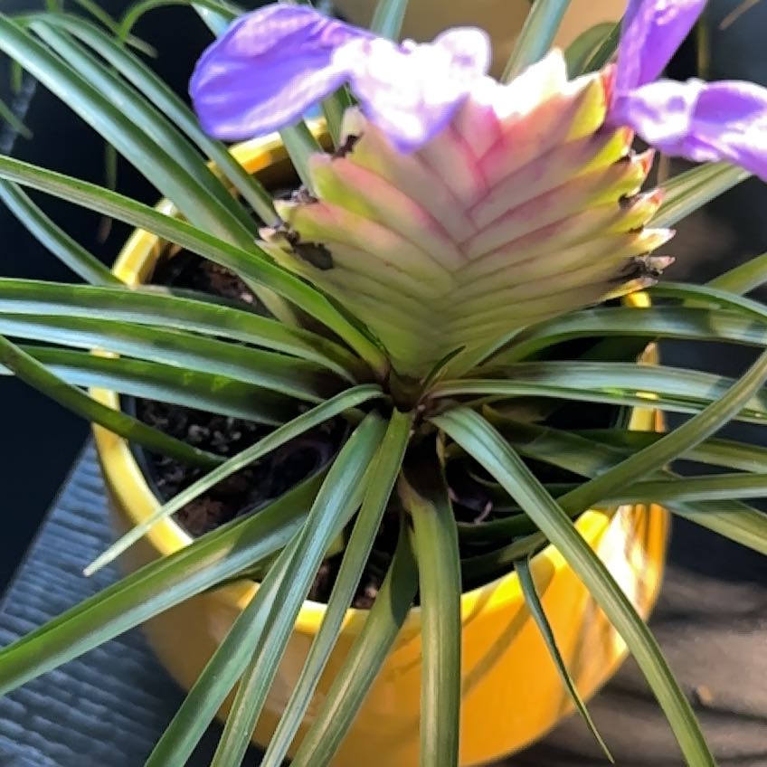 Photo of the plant species Pink Quill by @VastWaterfern13 named Scarlett on Greg, the plant care app