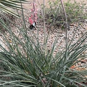 Photo of the plant species Great Plains Yucca by @DaringRedsky11 named Sir Plancelot on Greg, the plant care app