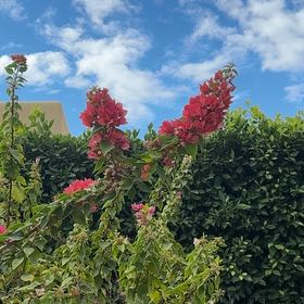 Photo of the plant species Brazilian Red-Cloak by @DaringRedsky11 named Osmo on Greg, the plant care app