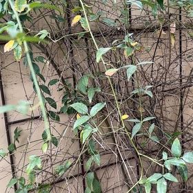 Photo of the plant species Carolina Jessamine by @DaringRedsky11 named Forrest on Greg, the plant care app