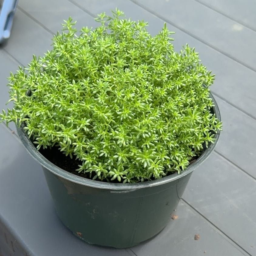 Photo of the plant species Sedum mexicanum 'Lemon Ball' by @YoungChickpea69 named Mrs. Frizzle on Greg, the plant care app