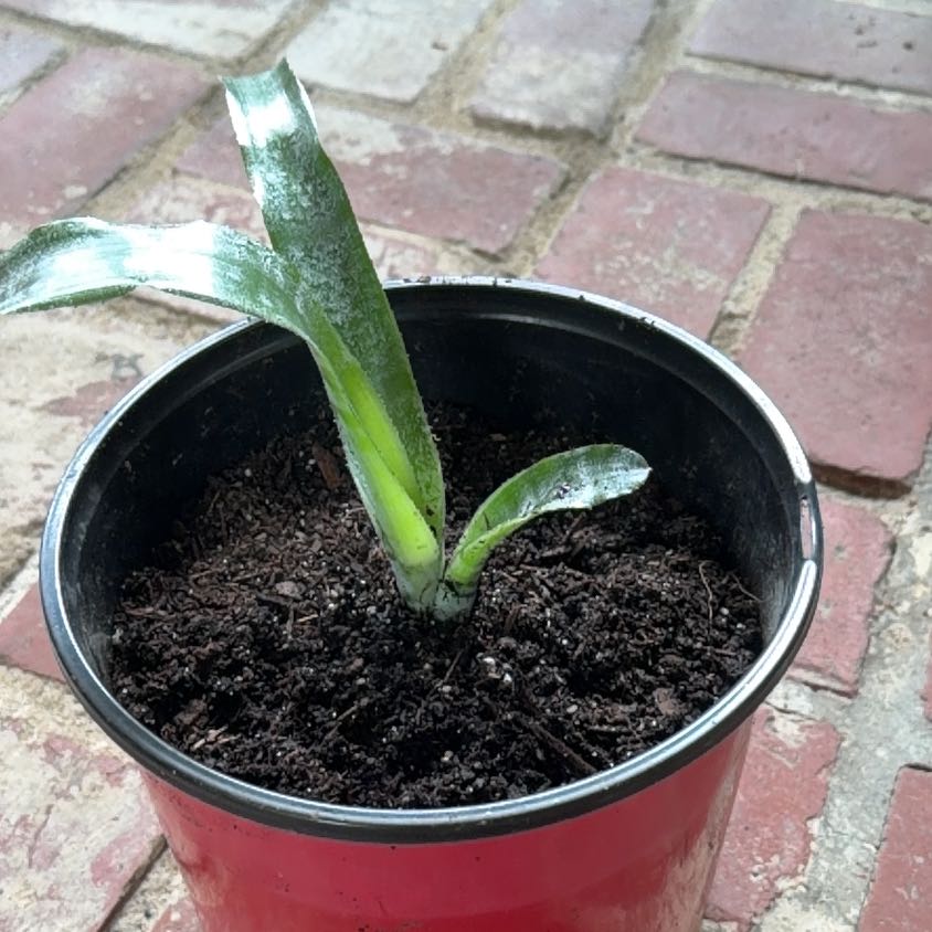 Photo of the plant species Bromelaid by @YoungChickpea69 named Asthma on Greg, the plant care app
