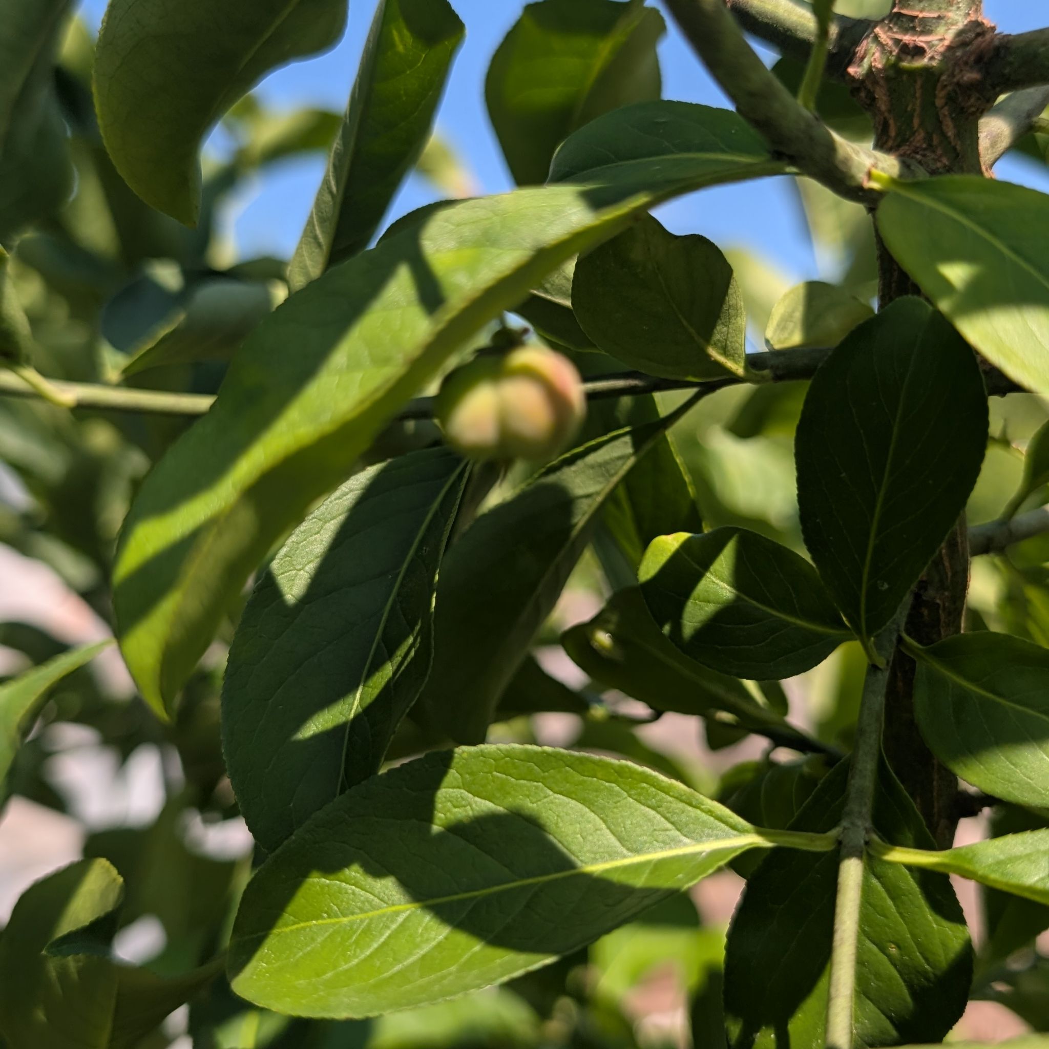 Photo of the plant species Western Dogwood by @SteadySkunkvine named Leaf Erickson on Greg, the plant care app