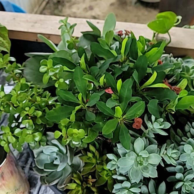 Photo of the plant species Myrtle Spurge by @DefiantGalega42 named Maya on Greg, the plant care app