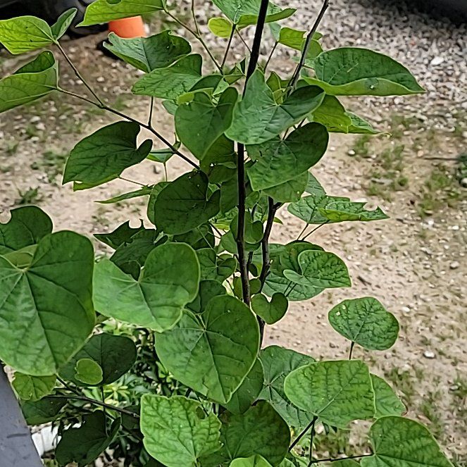 Photo of the plant species Texas Redbud by @DefiantGalega42 named Robert Plant on Greg, the plant care app