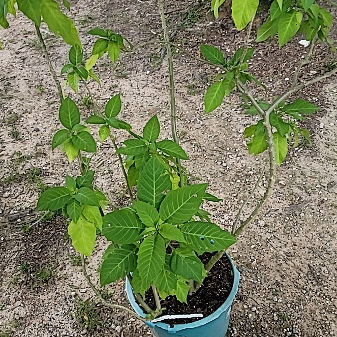 Photo of the plant species Brazil's White Angel Trumpet by @DefiantGalega42 named Kylie on Greg, the plant care app