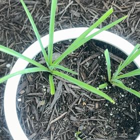 Photo of the plant species Orchid by @LoyalPurei49 named Apollo on Greg, the plant care app