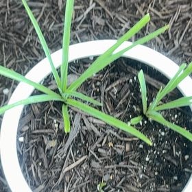 Photo of the plant species Orchid by @LoyalPurei49 named Harmony on Greg, the plant care app