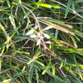 Photo of the plant species African Lily by @LoyalPurei49 named Kendall on Greg, the plant care app
