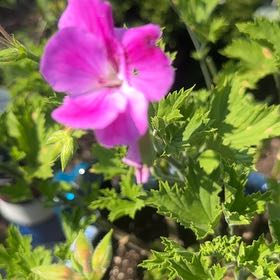 Photo of the plant species Wood Crane's-Bill by @LoyalPurei49 named Diana on Greg, the plant care app