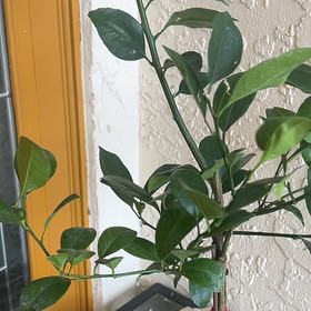Photo of the plant species Calamansi by @LeadPetunia11 named Sol on Greg, the plant care app