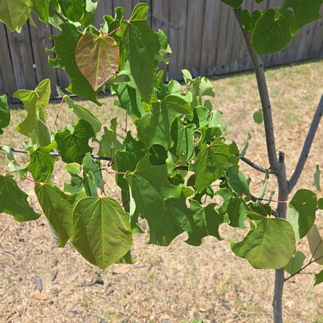 Photo of the plant species Texas Redbud by @SolidlyRadish27 named Madonna on Greg, the plant care app