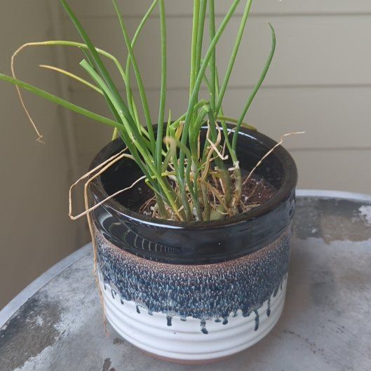 Photo of the plant species Candy Onion by @ExaltedPignut83 named Sir Plancelot on Greg, the plant care app