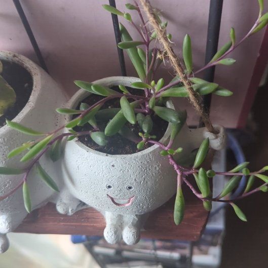 Photo of the plant species String of Rubies by @ExaltedPignut83 named Ruby on Greg, the plant care app