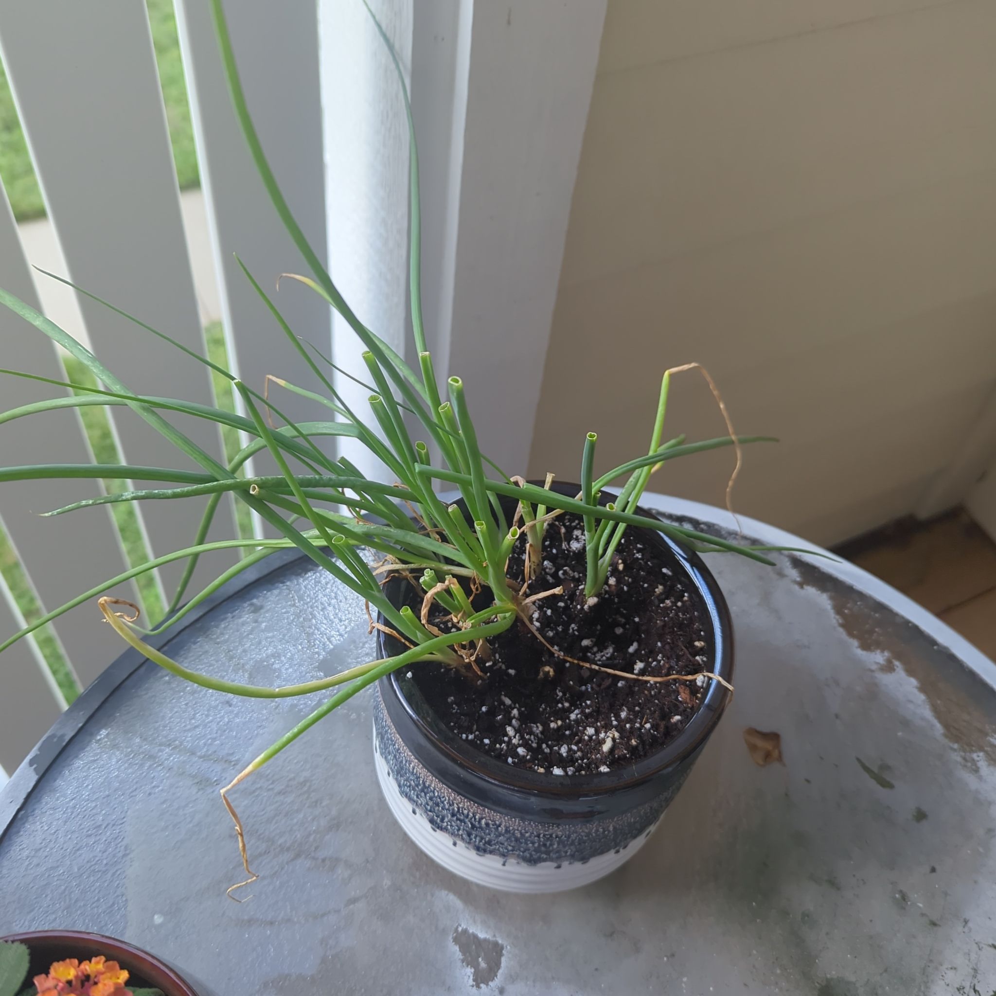 Photo of the plant species Candy Onion by @ExaltedPignut83 named Sir Plancelot on Greg, the plant care app