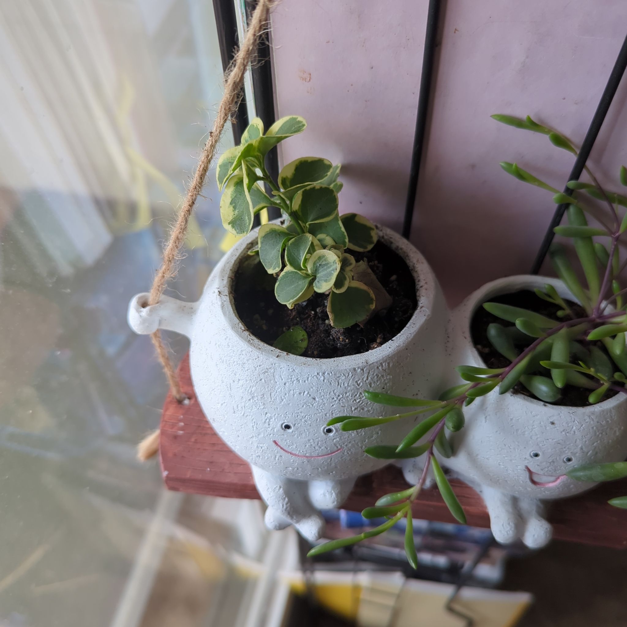 Photo of the plant species Vinca Vine Variegated by @ExaltedPignut83 named Leaf Erickson on Greg, the plant care app