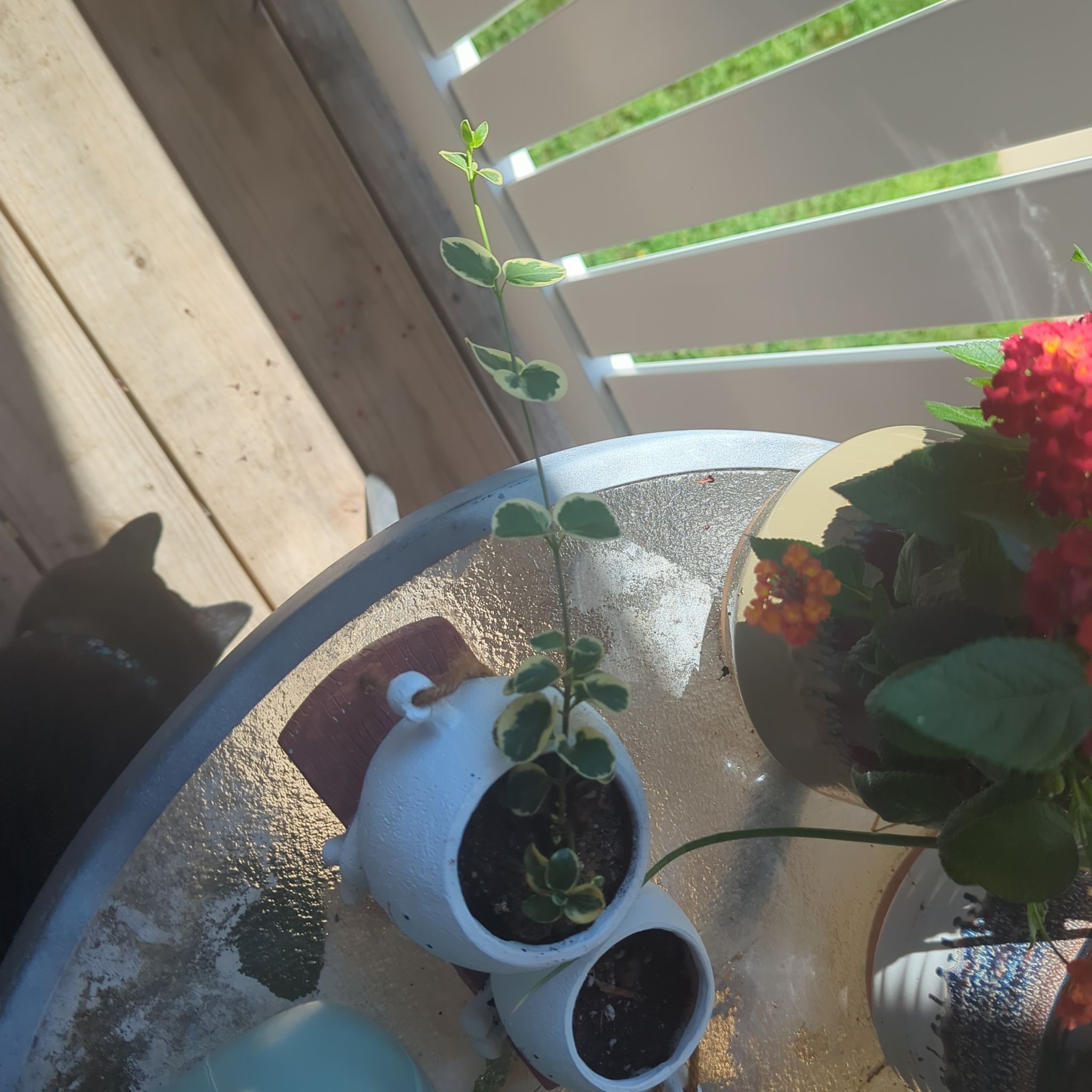 Photo of the plant species Vinca Vine Variegated by @ExaltedPignut83 named Leaf Erickson on Greg, the plant care app