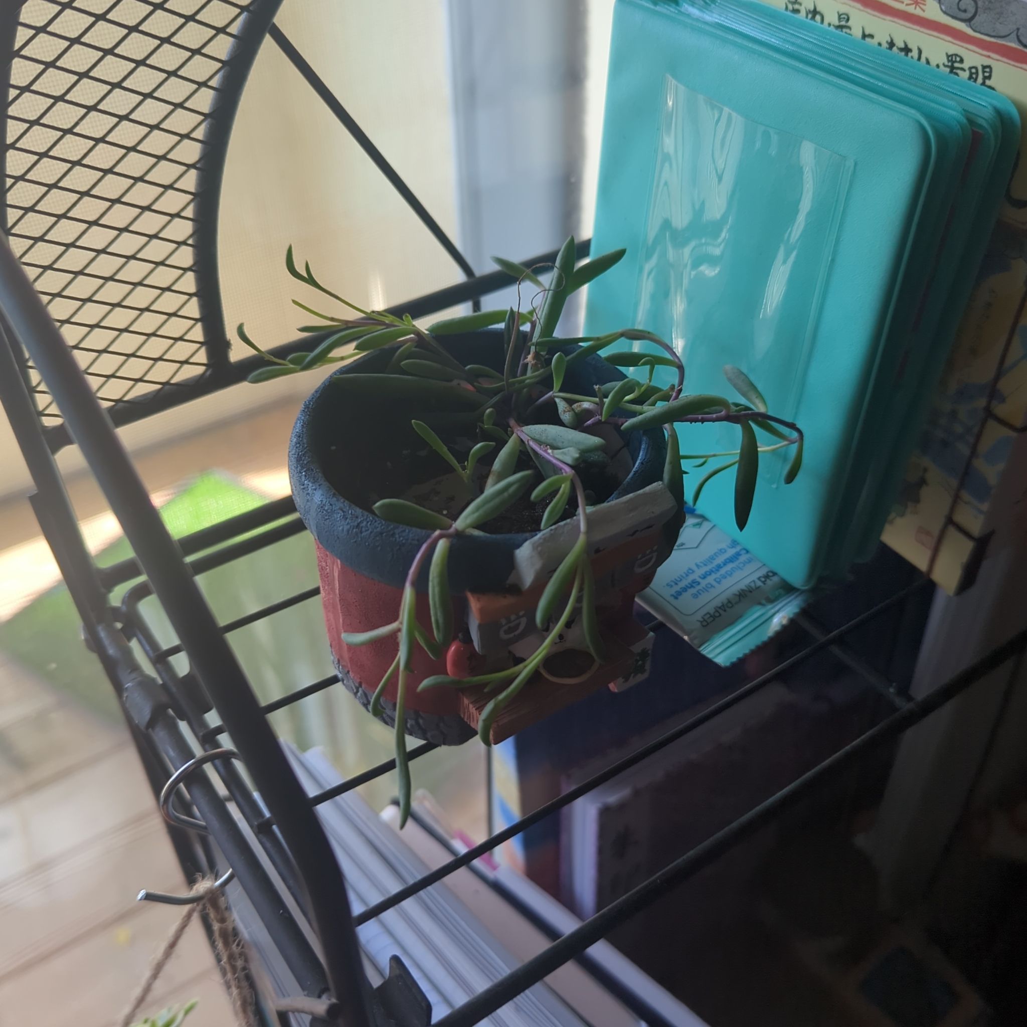 Photo of the plant species String of Rubies by @ExaltedPignut83 named Ruby on Greg, the plant care app