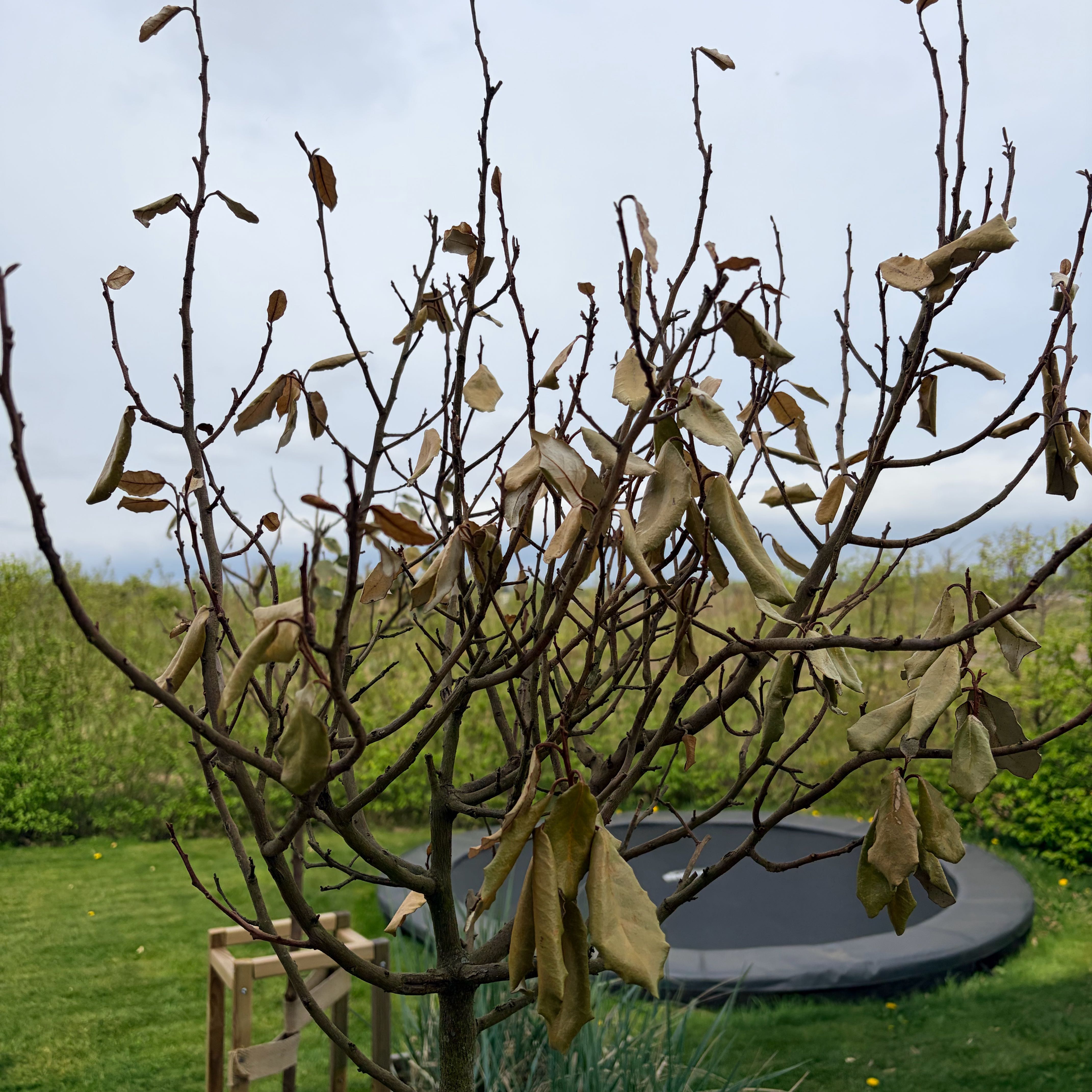 Photo of the plant species Ebbinge's Silverberry by @CoolBalsam64 named Miley on Greg, the plant care app