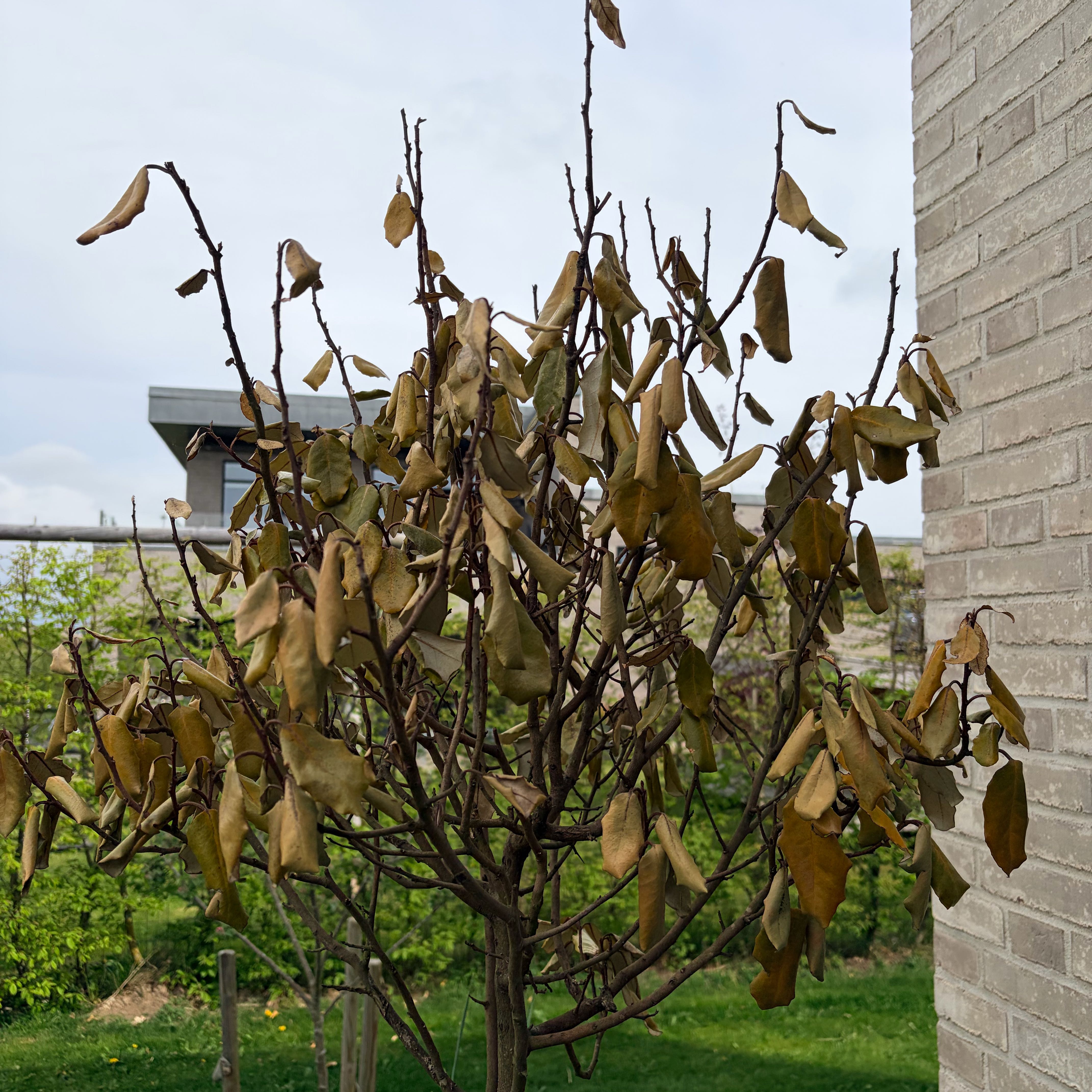 Photo of the plant species Ebbinge's Silverberry by @CoolBalsam64 named Osmo on Greg, the plant care app