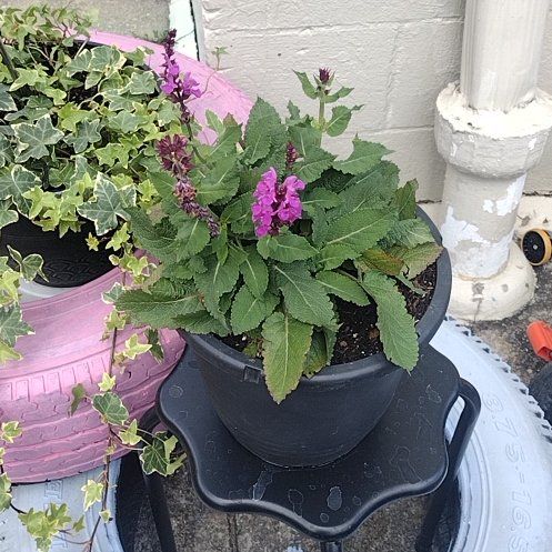 Photo of the plant species Hummingbird Sage by @DanasTropics named James Dean on Greg, the plant care app
