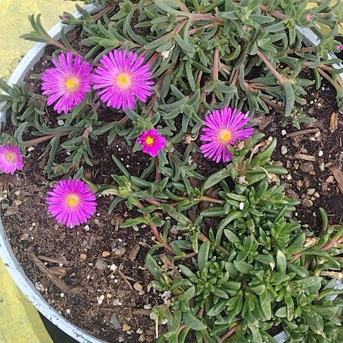 Photo of the plant species Purple Ice Plant by @DanasTropics named Daphne on Greg, the plant care app