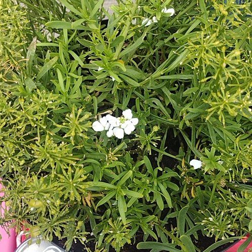 Photo of the plant species Evergreen Candytuft by @DanasTropics named Elina on Greg, the plant care app