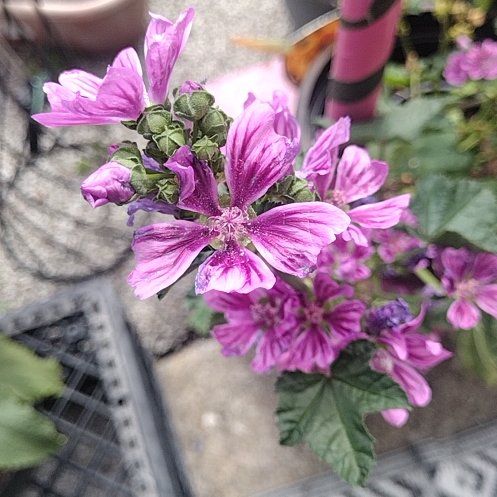 Photo of the plant species High Mallow by @DanasTropics named Beckham on Greg, the plant care app
