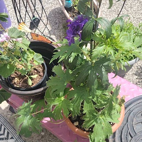 Photo of the plant species Candle Larkspur by @DanasTropics named Sahara on Greg, the plant care app