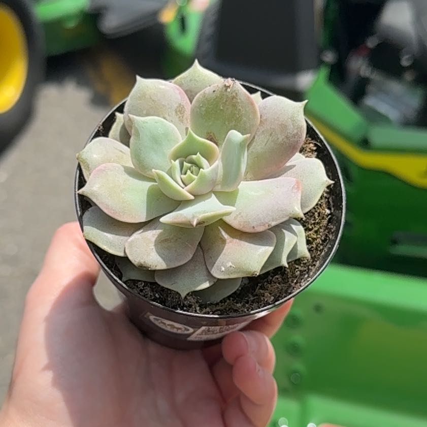 Photo of the plant species Echeveria 'Pink Diamond' by @PiousRainbow41 named Stella on Greg, the plant care app