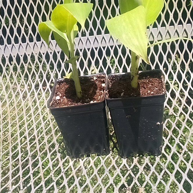 Photo of the plant species Super Dwarf Cavendish Banana by @AceJade99 named Duke on Greg, the plant care app