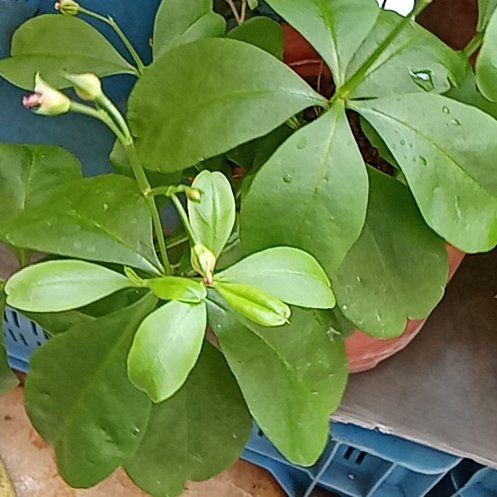 Photo of the plant species Jewels of Opar by @AllegiantHoya41 named Kesha on Greg, the plant care app
