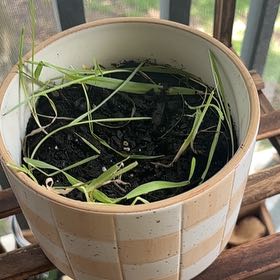 Photo of the plant species cat grass by @ImmortalBibi named Fernie Mercury on Greg, the plant care app