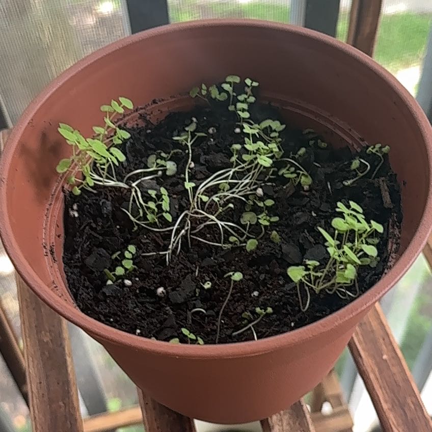 Photo of the plant species Dwarf catnip by @ImmortalBibi named Tolkien on Greg, the plant care app