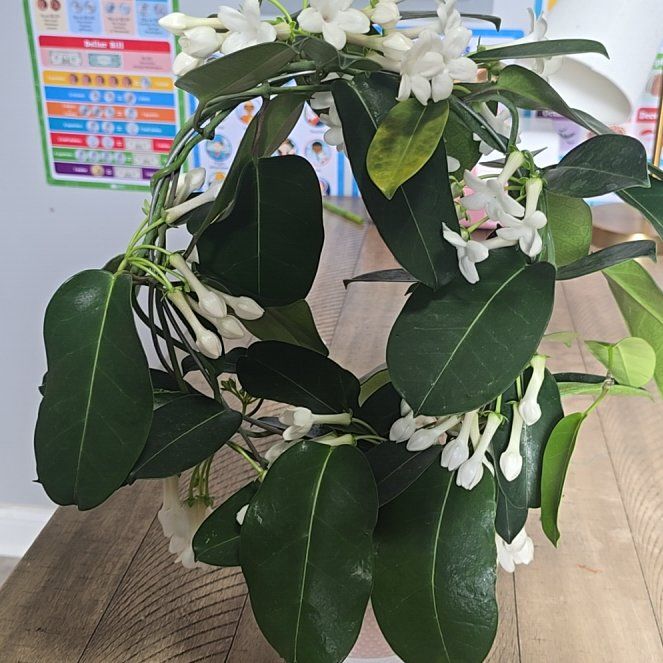 Photo of the plant species Madagascar Jasmine by @jenjensplants named Ronaldo on Greg, the plant care app