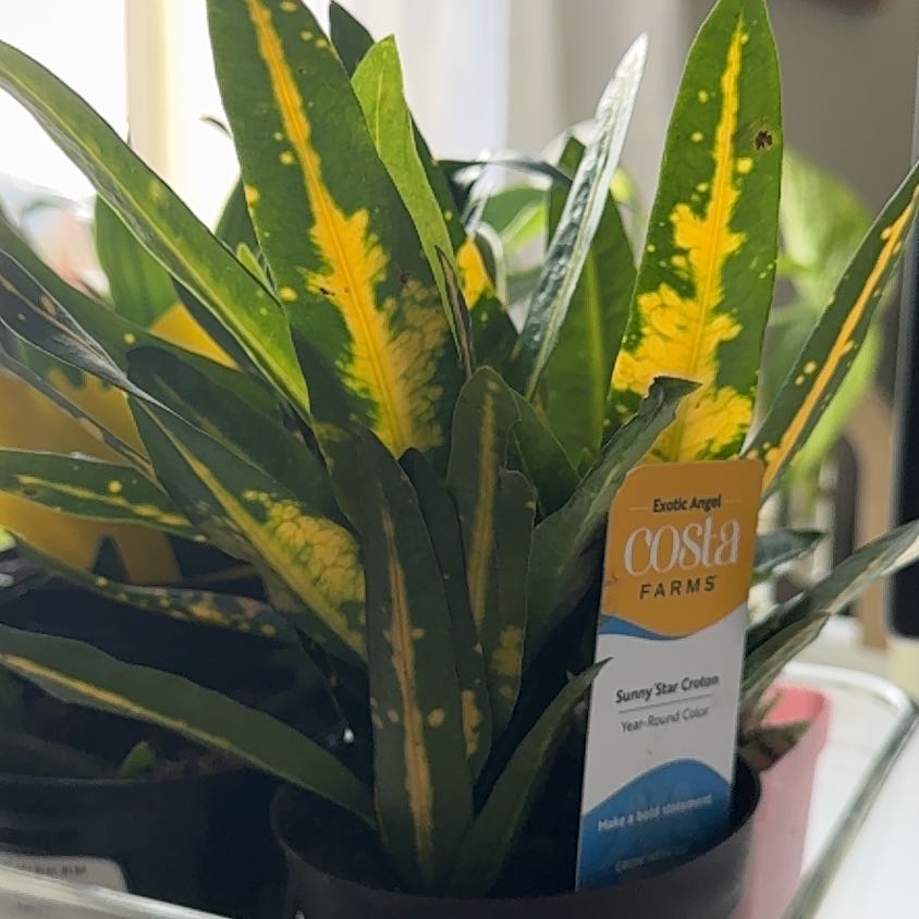 Photo of the plant species Sunny Star Croton by @BuoyantRedlog57 named Peter Parker on Greg, the plant care app
