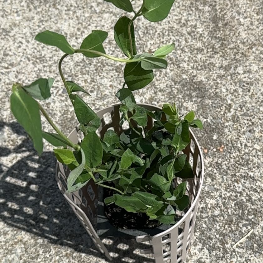 Photo of the plant species Japanese Honeysuckle by @Milo104 named Jaz honeysuckle on Greg, the plant care app