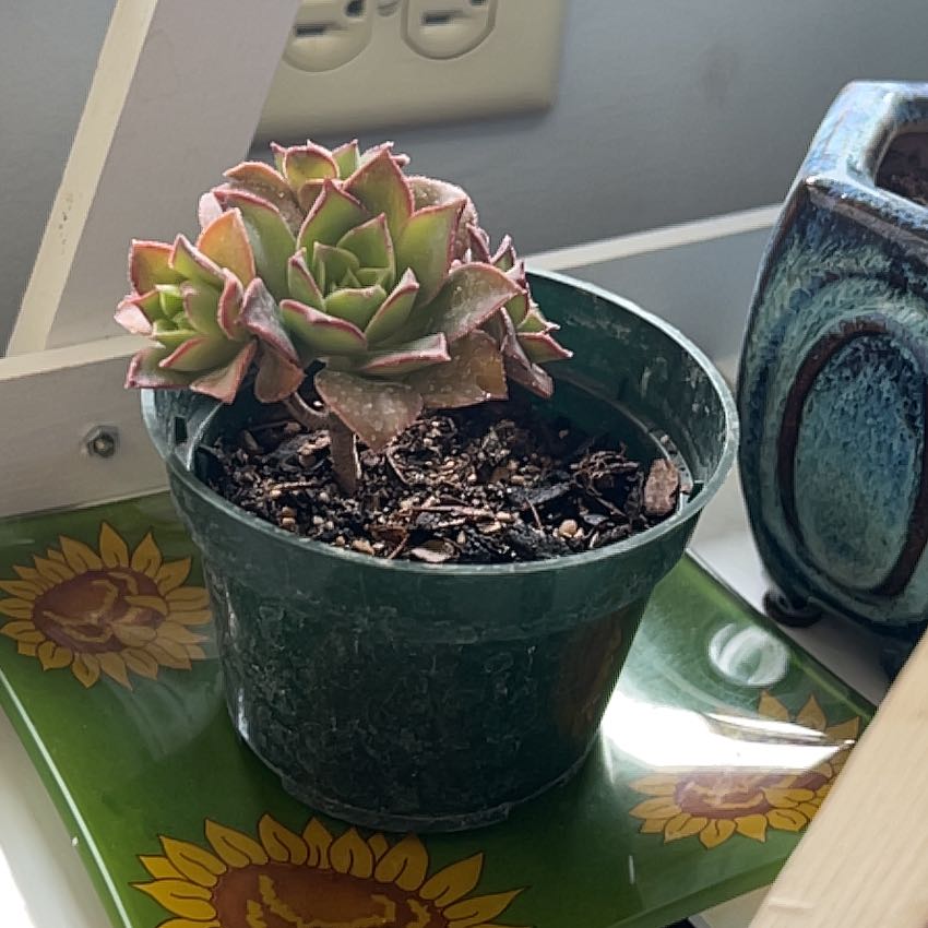 Photo of the plant species Aeonium 'Kiwi' by @VaultingZelkova named Juno on Greg, the plant care app