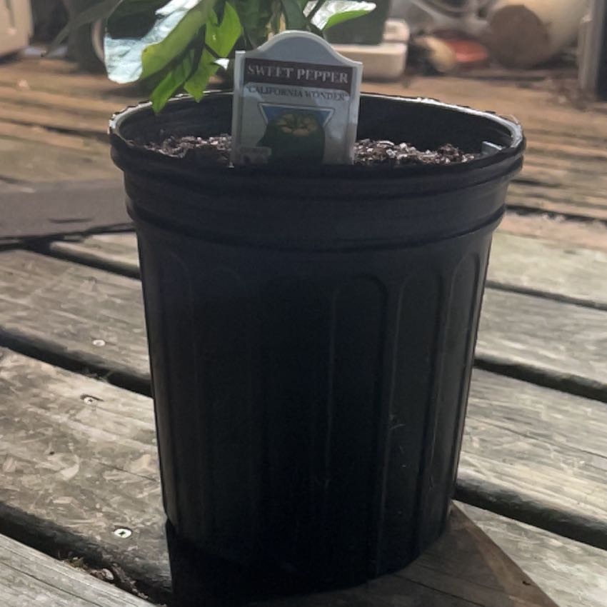 Photo of the plant species California Wonder Bell Pepper by @VaultingZelkova named Sahara on Greg, the plant care app