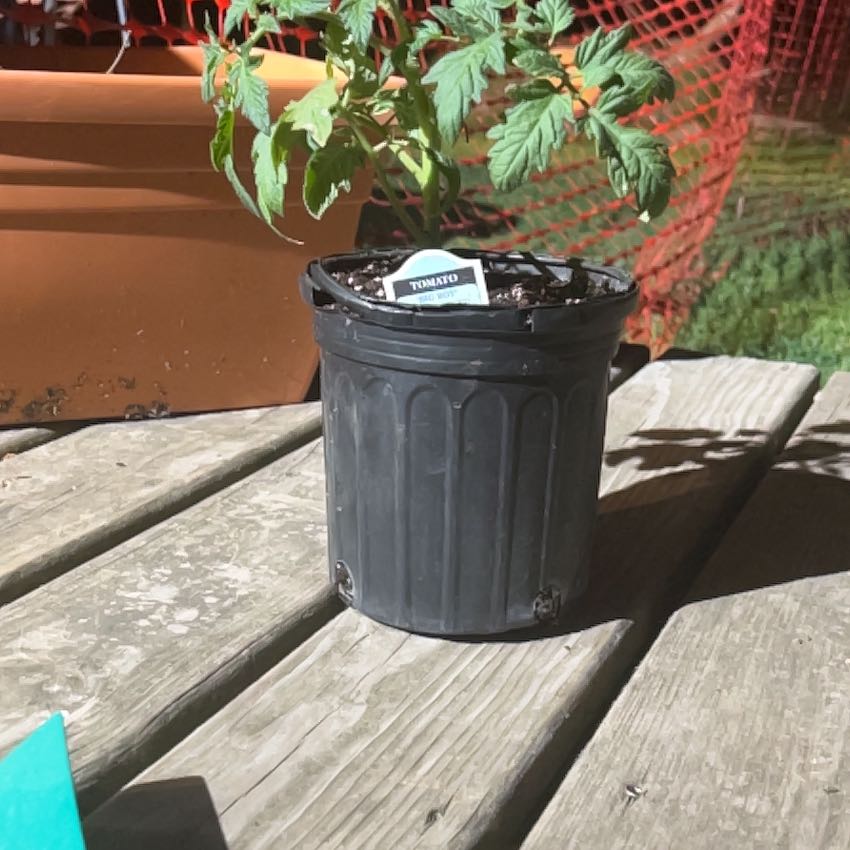 Photo of the plant species Big Boy Tomato by @VaultingZelkova named Planty on Greg, the plant care app