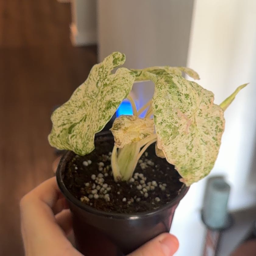 Photo of the plant species Alocasia Snow Odora Batik by @DoyenneDamsii named Snowy on Greg, the plant care app