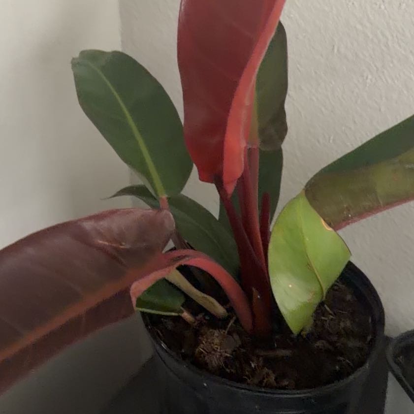 Photo of the plant species Philodendron Red Sun by @DoyenneDamsii named Winston on Greg, the plant care app