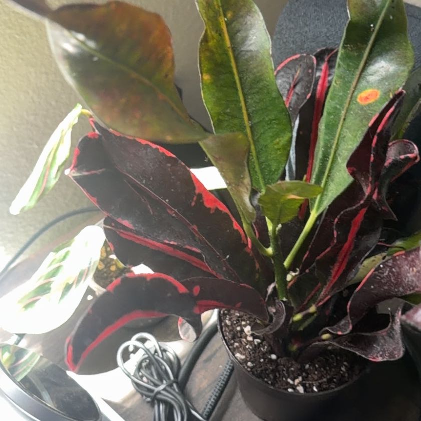 Photo of the plant species Bush on Fire Croton by @DoyenneDamsii named Muhammad Ali on Greg, the plant care app